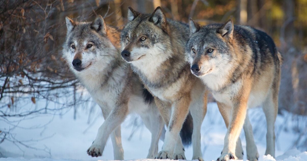 Sustantivos colectivos en ingles describiendo una manada de lobos en la nieve
